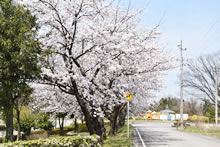 平成29年立山町総合公園の桜