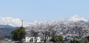 平成29年立山町総合公園の桜