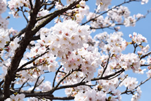 平成29年立山町総合公園の桜