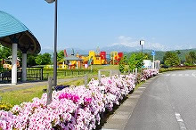 平成29年立山町総合公園のツツジ