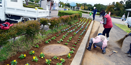 平成29年立山町総合公園のパンジー苗植え