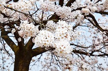 平成30年立山町総合公園の桜