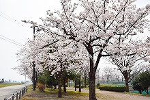 平成30年立山町総合公園の桜