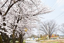 平成30年立山町総合公園の桜