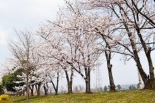 平成30年立山町総合公園の桜