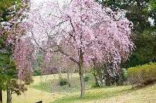 平成30年立山町総合公園の桜