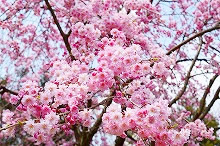平成30年立山町総合公園の桜