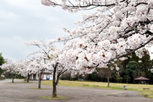 平成31年立山町総合公園の桜