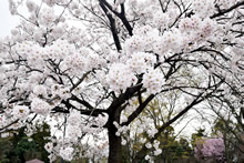 平成31年立山町総合公園の桜