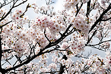 平成31年立山町総合公園の桜