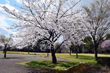 平成31年立山町総合公園の桜