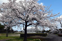 平成31年立山町総合公園の桜