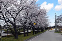平成31年立山町総合公園の桜
