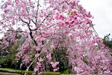 平成31年立山町総合公園の桜