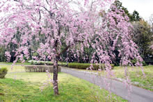 平成31年立山町総合公園の桜