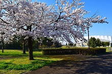 令和2年立山町総合公園の桜