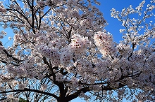 令和2年立山町総合公園の桜