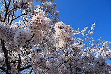 令和2年立山町総合公園の桜