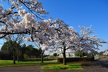 令和2年立山町総合公園の桜