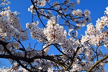 令和2年立山町総合公園の桜