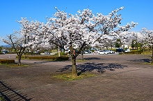 令和2年立山町総合公園の桜