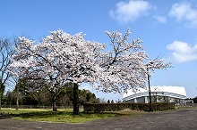 令和3年立山町総合公園の桜