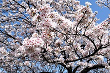 令和3年立山町総合公園の桜