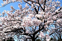 令和3年立山町総合公園の桜