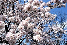 令和3年立山町総合公園の桜
