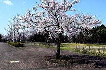 令和3年立山町総合公園の桜