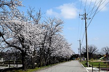 令和3年立山町総合公園の桜