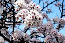 令和3年立山町総合公園の桜