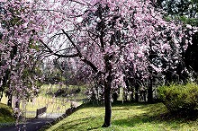 令和3年立山町総合公園の桜